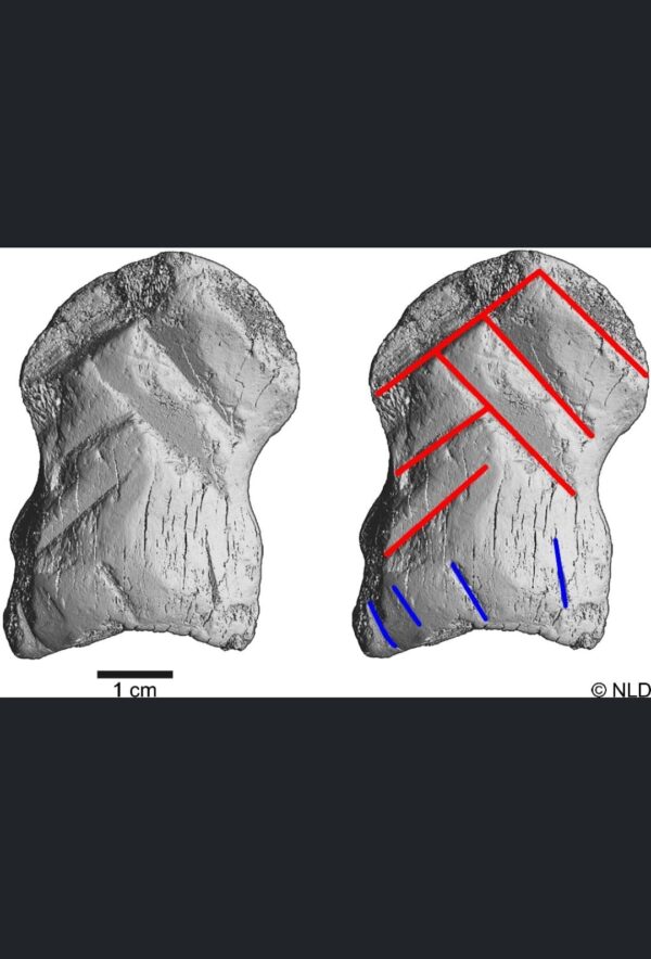Hueso neander Colgante grabado neandertal